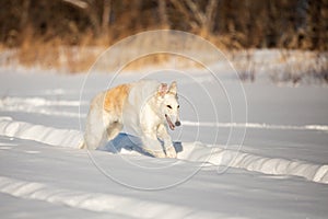 Happy beige Russian borzoi dog running on the snow in the winter field