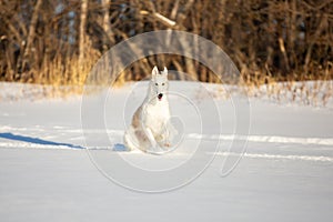 Happy beige Russian borzoi dog running on the snow in the winter field