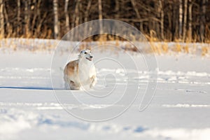 Happy beige Russian borzoi dog running on the snow in the winter field
