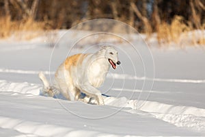 Happy beige Russian borzoi dog running on the snow in the winter field