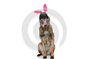 Happy belgian shepherd dog with bunny ears and bowtie panting