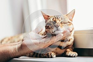 Happy Bengal cat loves being stroked by man`s hand photo