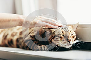 Happy Bengal cat loves being stroked by woman`s hand photo