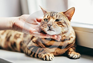Happy Bengal cat loves being stroked by woman`s hand photo