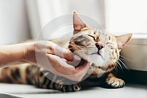 Happy Bengal cat loves being stroked by woman`s hand photo