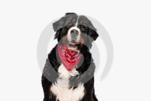 happy berna shepherd dog with red bandana panting with tongue out photo