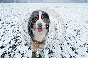 Happy Bernese Mountain Dog standing in the snow in the park