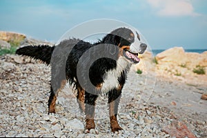 Happy Bernese mountain dog wet after bathing in the sea, standing on a sad beach against the blue sky