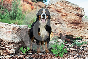 Happy Bernese mountain dog wet, standing on the beach against a background of rocks