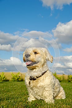 Happy Bichon Havanais dog photo