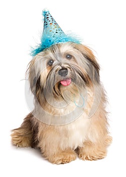 Happy Bichon Havanese puppy dog in a blue party hat
