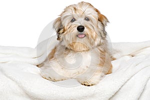 Happy Bichon Havanese puppy on a white bedspread