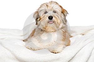 Happy Bichon Havanese puppy on a white bedspread photo