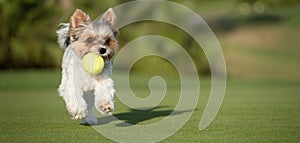 Happy Biewer Yorkshire Terrier dog running in the grass with ball toy for dogs outdoors on a sunny day