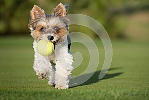 Happy Biewer Yorkshire Terrier dog running in the grass with ball toy for dogs outdoors on a sunny day