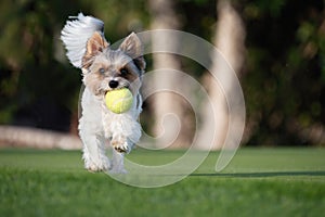Happy Biewer Yorkshire Terrier dog running in the grass with ball toy for dogs outdoors on a sunny day