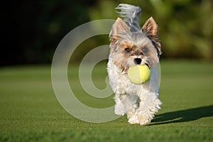 Happy Biewer Yorkshire Terrier dog running in the grass with ball toy for dogs outdoors on a sunny day