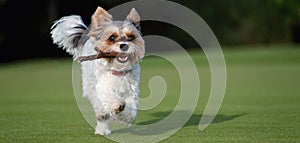 Happy Biewer Yorkshire Terrier dog running in the grass with stick toy for dogs outdoors on a sunny day