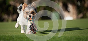 Happy Biewer Yorkshire Terrier dog running in the grass with stick toy for dogs outdoors on a sunny day