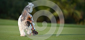 Happy Biewer Yorkshire Terrier dog running in the grass with stick toy for dogs outdoors on a sunny day