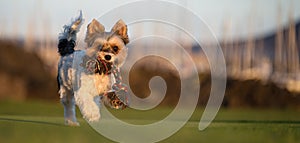 Happy Biewer Yorkshire Terrier dog running in the grass with stick toy for dogs outdoors on a sunny day