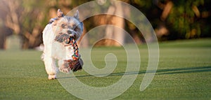 Happy Biewer Yorkshire Terrier dog running in the grass with stick toy for dogs outdoors on a sunny day