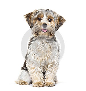 Happy Biewer Yorkshire Terrier panting mouth open sitting isolated on white