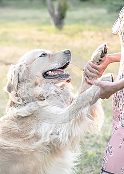 Happy big dog Golden retriever with big smile giving two paws to its owner outdooor at sunner day. Family dog. photo