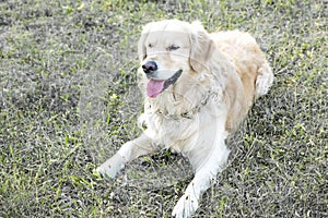 Happy big dog Golden retriever lying on grass outdooor at sunner day. Family dog. photo