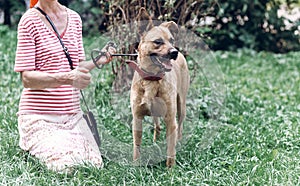 Happy big eye dog looking at owner on a leash, cute brown puppy