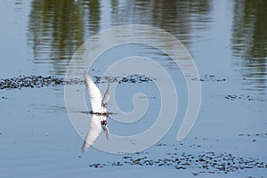 Happy bird on the lake water