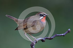 happy bird perching on thin branch having tail wagging in freshy morning environment, male rubythroat bird