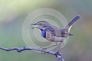 happy bird singing beautiful songs in early morning, male of bluethroat