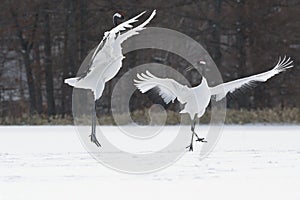 Happy birds - two endangered red-crowned cranes dancing in the snow