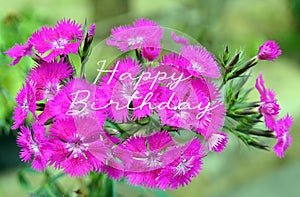 Happy Birthday. Birthday love card concept with pink flowers in the garden