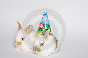 Happy birthday card with rabbits