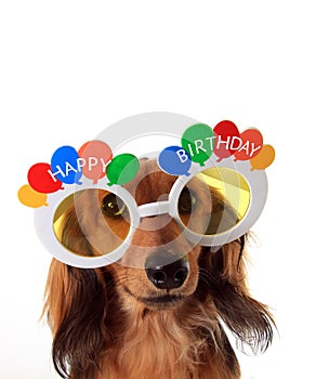 Happy Birthday dachshund