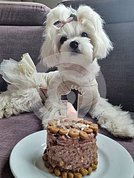 Happy birthday,  dog birthday,  cake, dog in the dress