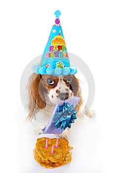 Happy birthday dog photo. Cavalier king charles spaniel puppy dog celebrate 3. birthday. Three years old puppy with