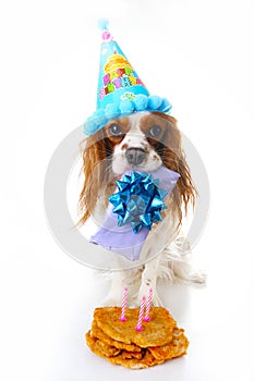 Happy birthday dog photo. Cavalier king charles spaniel puppy dog celebrate 3. birthday. Three years old puppy with