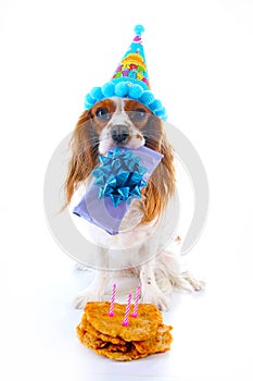 Happy birthday dog photo. Cavalier king charles spaniel puppy dog celebrate 3. birthday. Three years old puppy with