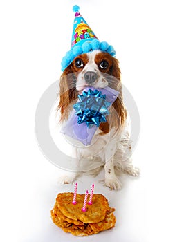 Happy birthday dog photo. Cavalier king charles spaniel puppy dog celebrate 3. birthday. Three years old puppy with