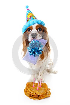 Happy birthday dog photo. Cavalier king charles spaniel puppy dog celebrate 3. birthday. Three years old puppy with birthday cake