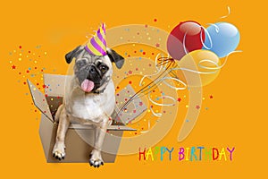 Happy Birthday. Dog pug in a box, balloons