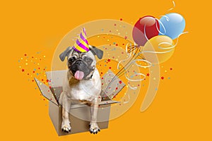 Happy Birthday. Dog pug in a box, balloons