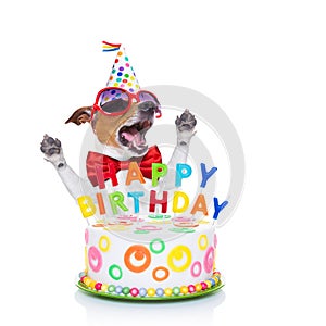 Happy birthday dog singing