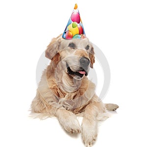 Happy birthday labrador with paws hanging looks to side