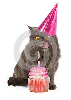 Happy Birthday Party Cat With Pink Cupcake