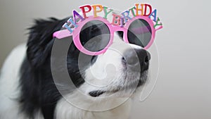 Happy birthday party concept. Funny cute puppy dog border collie wearing birthday silly eyeglasses isolated on white