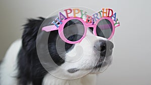 Happy birthday party concept. Funny cute puppy dog border collie wearing birthday silly eyeglasses isolated on white